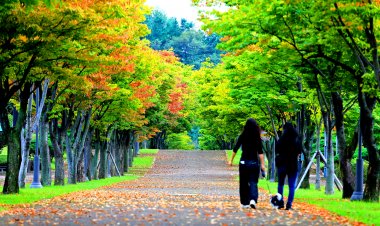 가을빛 물든 도심 단풍길 걸어 보아요