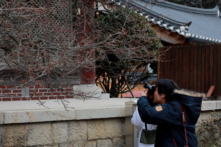 봄소식 전하는 통도사 홍 매화