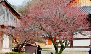 통도사 홍 매화 꽃망울 터트려....