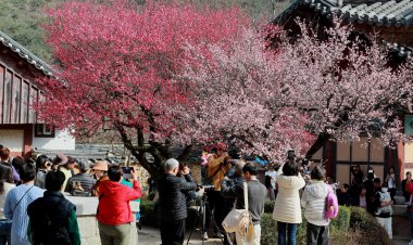 통도사에 활짝 핀  봄....봄의  전령 홍 매화 만개