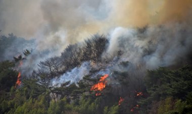 울주군, 언양읍 화장산 산불 피해 조사 실시