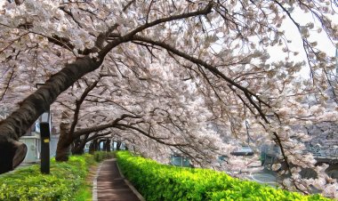 울산 삼호 궁거랑 벚꽃