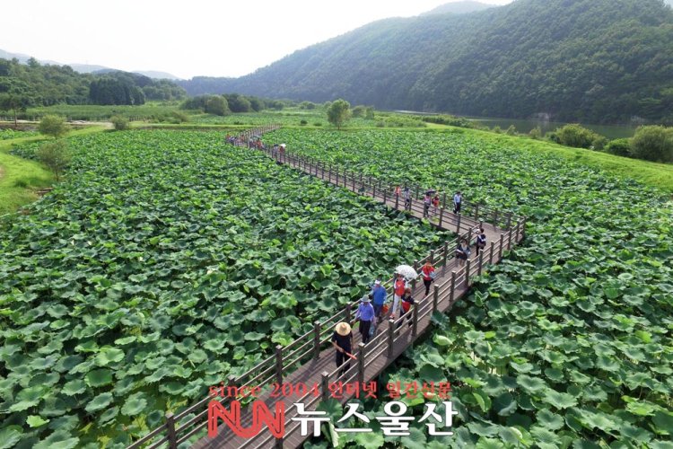 고래수 수원지, 연꽃 보며 걷는 회야댐 생태탐방 7월 15일~8월 14일 개방