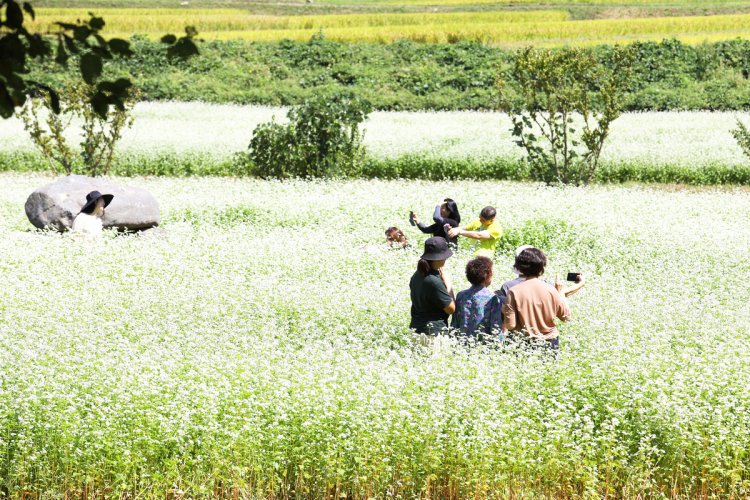 양산 통도사 가을을 알리는 새하얀 메밀꽃 펴