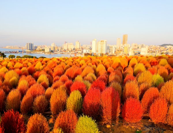 붉게 물들어가는 댑싸리