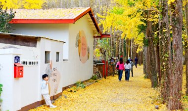 경주 도리마을 은행나무 숲을 거닐다