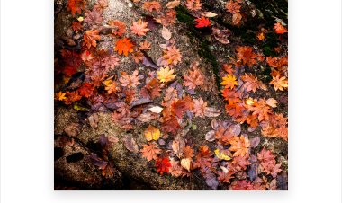 가을이 머문 흔적
