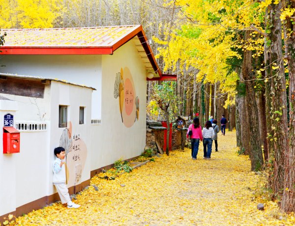 경주 도리마을 은행나무 숲을 거닐다