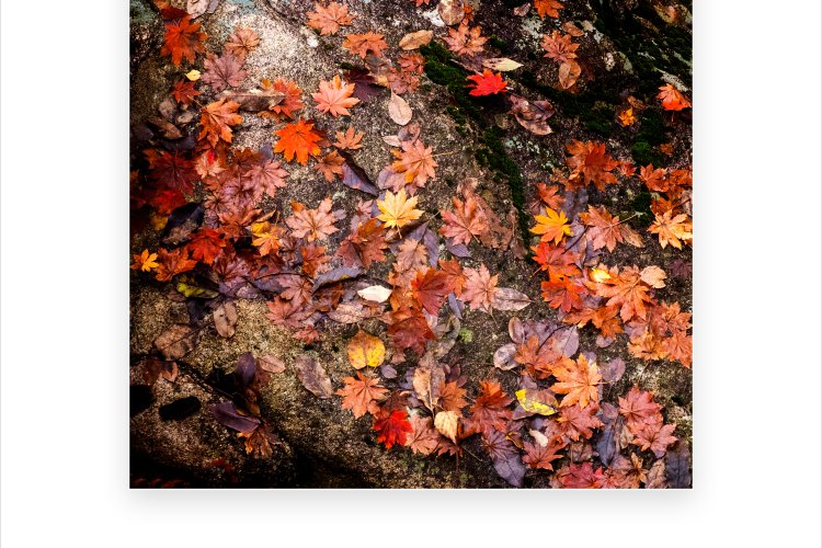 가을이 머문 흔적