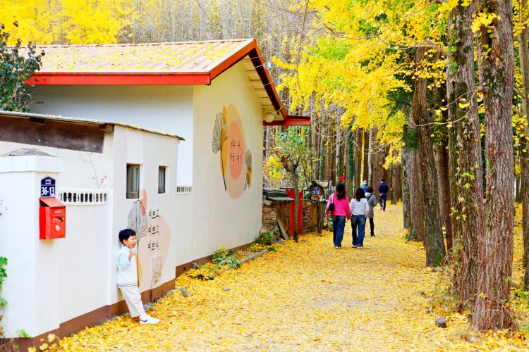 경주 도리마을 은행나무 숲을 거닐다