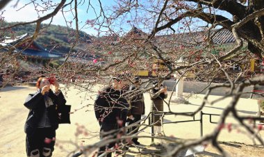 봄을 알리는 통도사의 홍매화