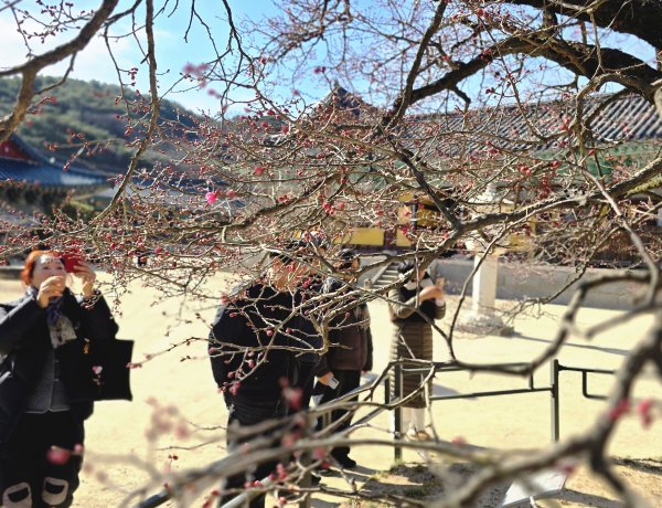 봄을 알리는 통도사의 홍매화