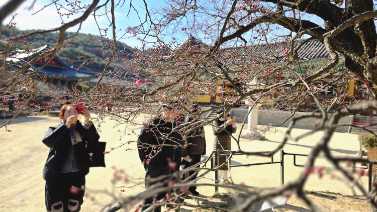 봄을 알리는 통도사의 홍매화