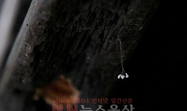 통도사 반야암 세진정 현판서 우담바라 발견