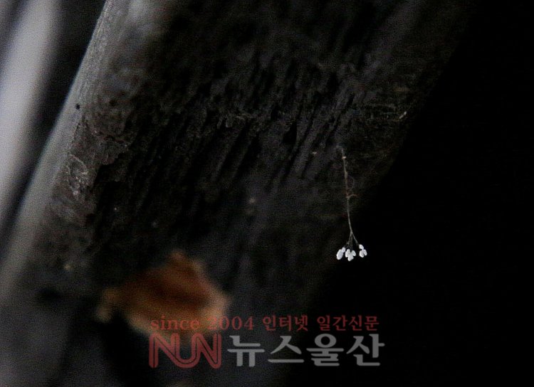 통도사 반야암 세진정 현판서 우담바라 발견