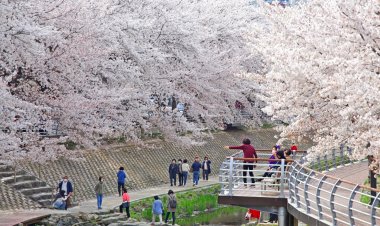 제15회 궁거랑 벚꽃 한마당 개최