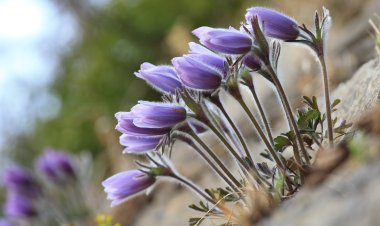 강원도 봄의 전령, ‘동강할미꽃’…절벽 위에 피어난 생명의 강인함