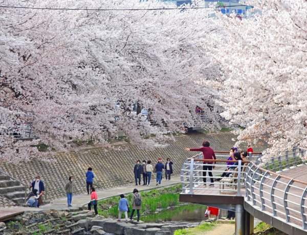 제15회 궁거랑 벚꽃 한마당 개최