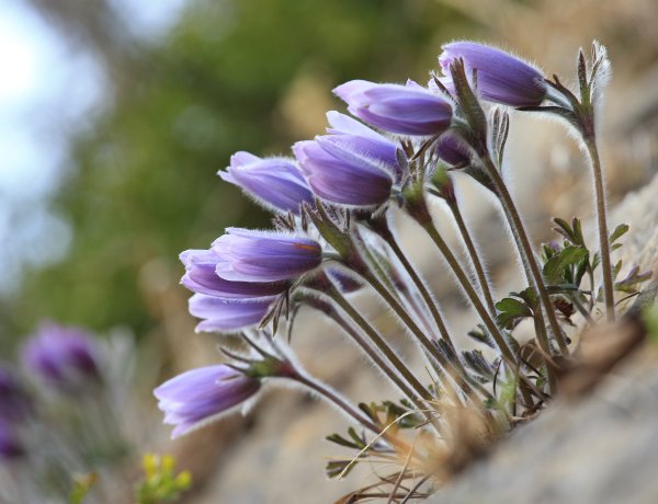 강원도 봄의 전령, ‘동강할미꽃’…절벽 위에 피어난 생명의 강인함
