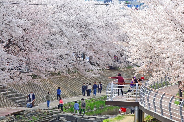 제15회 궁거랑 벚꽃 한마당 개최