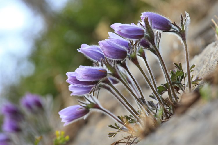강원도 봄의 전령, ‘동강할미꽃’…절벽 위에 피어난 생명의 강인함