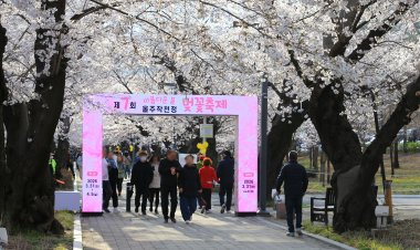 작천정 벚꽃축제 지난  31일 개막… 봄의 향연 본격 시작