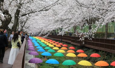 봄의 절정 진해 벚꽃 여행… 도심을 물들인 화사한 향연