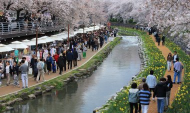 봄빛 가득한 ‘궁거랑 벚꽃축제’, 시민 발걸음 사로잡다