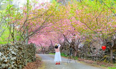 장유 자비사, 겹벚꽃으로 물든 봄날의 정취