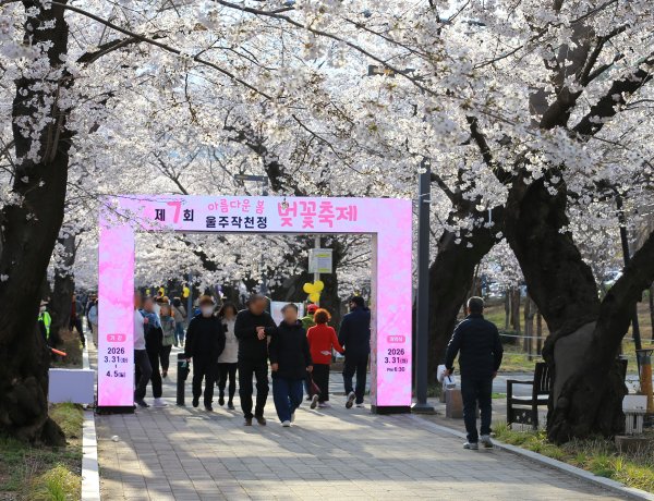 작천정 벚꽃축제 지난  31일 개막… 봄의 향연 본격 시작