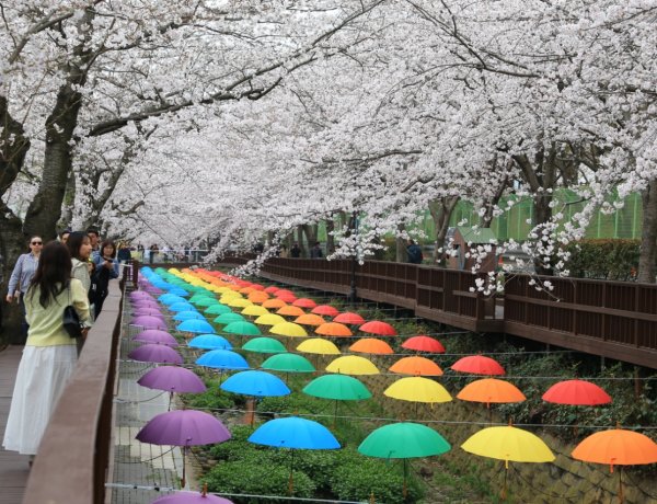 봄의 절정 진해 벚꽃 여행… 도심을 물들인 화사한 향연