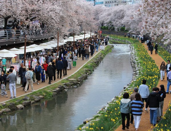 봄빛 가득한 ‘궁거랑 벚꽃축제’, 시민 발걸음 사로잡다