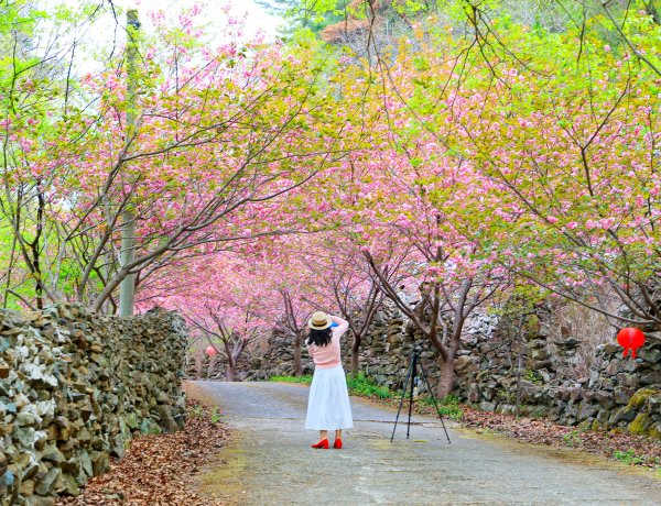 장유 자비사, 겹벚꽃으로 물든 봄날의 정취