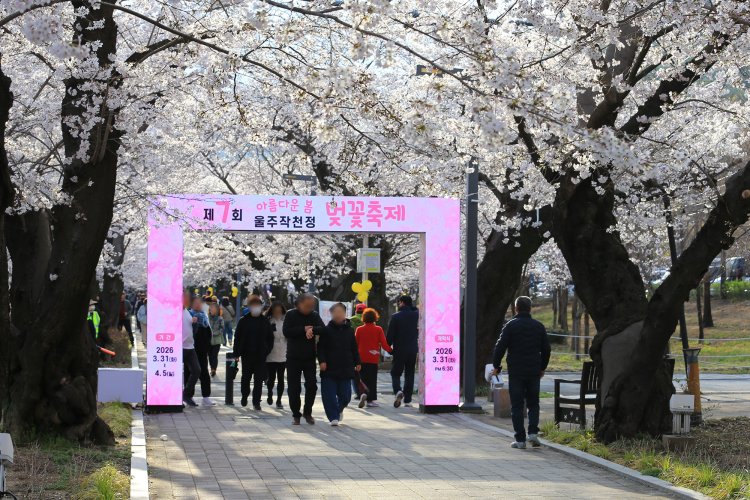 작천정 벚꽃축제 지난  31일 개막… 봄의 향연 본격 시작