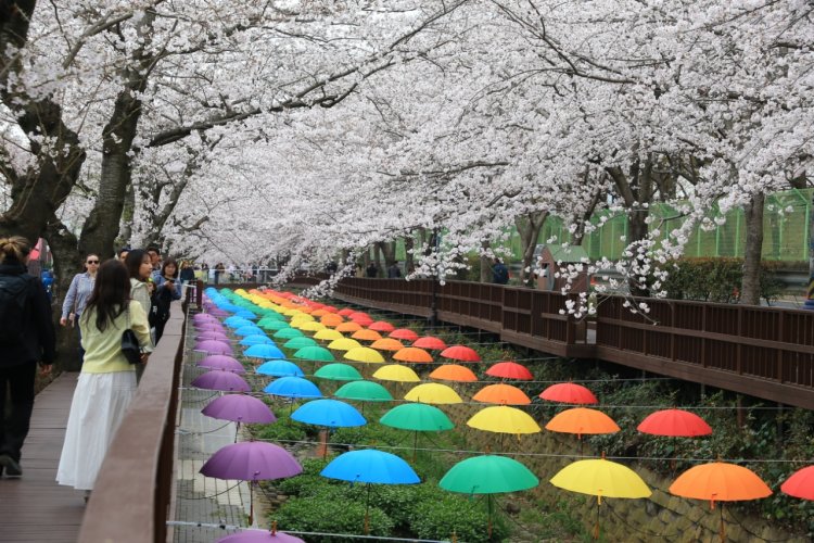 봄의 절정 진해 벚꽃 여행… 도심을 물들인 화사한 향연