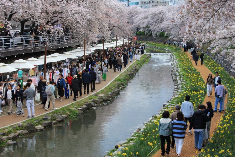 봄빛 가득한 ‘궁거랑 벚꽃축제’, 시민 발걸음 사로잡다