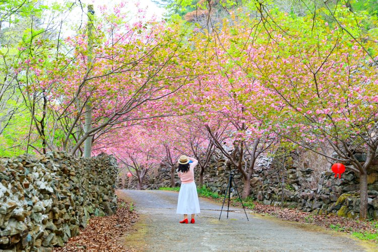 장유 자비사, 겹벚꽃으로 물든 봄날의 정취