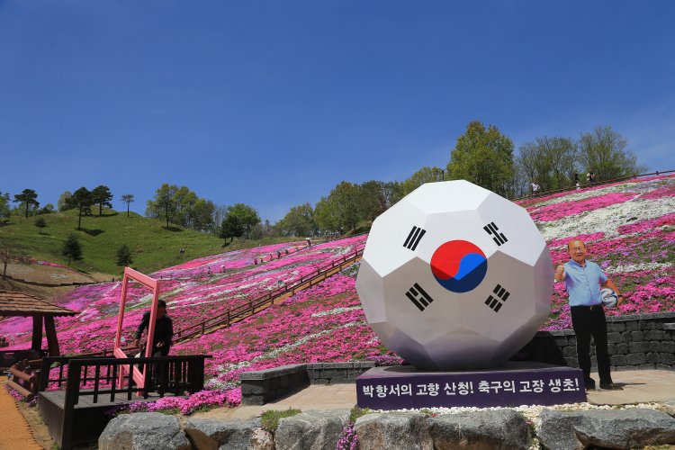 전국 최대 꽃잔디가 펼치는 진분홍 향연 '눈부신 봄맞이'